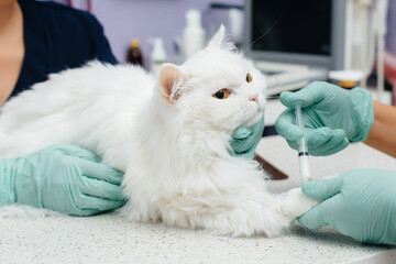 In a modern veterinary clinic, a thoroughbred cat is examined and treated on the table. Veterinary clinic