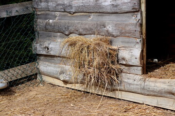 A metal feeder with hay fixed to the wooden wall of the barn. A metal feeder with hay on a livestock farm.
