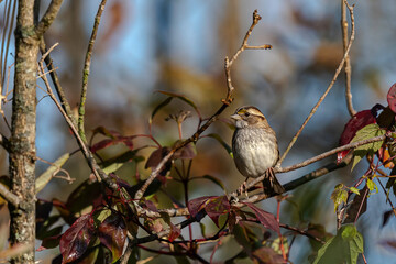 White-Throated sparrow sitting on a tree branch in the early morning light looking for bugs to eat.
