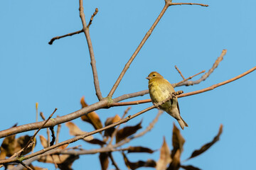 American Goldfinch sitting on a branch in the early morning light.
