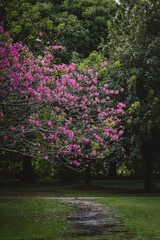 Tree with Pink and fuchsia flowers on a garden 