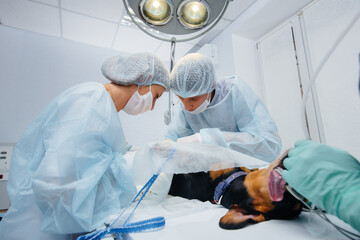 A thoroughbred dog of the Dachshund breed is operated on in a veterinary clinic
