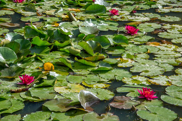 Walk on the Azores archipelago. Discovery of the island of Sao Miguel, Azores. Furnas