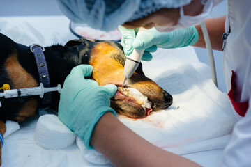 A beautiful thoroughbred dog is given dental cleaning and dental procedures in a modern veterinary clinic