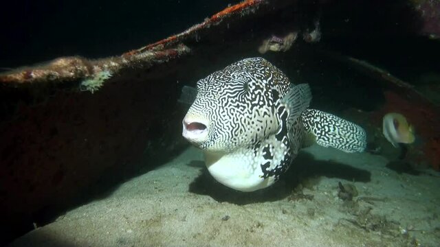 
Map Pufferfish (Arothron mappa) at Night - Philippines