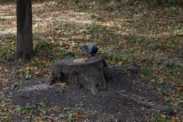 pigeon sitting and eating on a tree stump