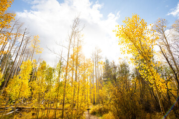 Looking Up at Yellow Aspen Trees In Colorado During Fall Autumn Season on Bright Sunny Day with Beautiful Blue Sky