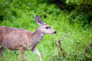 roe deer in the woods