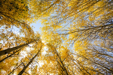 Looking Up at Yellow Aspen Trees In Colorado During Fall Autumn Season on Bright Sunny Day with Beautiful Blue Sky
