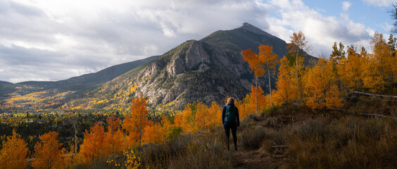 Woman Hiking on Trail Looking Up at Yellow Aspen Trees In Colorado During Fall Autumn Season on...
