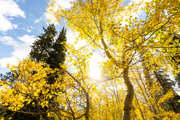 Looking Up at Yellow Aspen Trees In Colorado During Fall Autumn Season on Bright Sunny Day with Beautiful Blue Sky