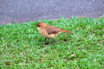 A young brown thrush bird (Turdus rufiventris) standing on a green lawn by the side of a street.