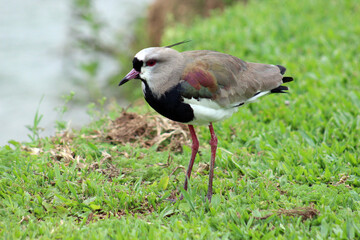 Southern Lapwing bird (Vanellus chilensis) standing on a green lawn at the edge of a lake. The bird has long, reddish legs.