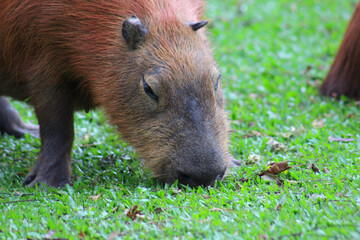 Closeup of a capybara (Hydrochoerus hydrochaeris) grazing on a green lawn. 