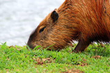 Closeup of a capybara (Hydrochoerus hydrochaeris) grazing on a green lawn at the edge of a lake.