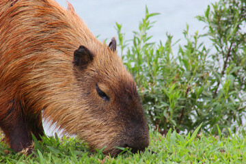 Closeup of a capybara (Hydrochoerus hydrochaeris) grazing on a green lawn at the edge of a lake.