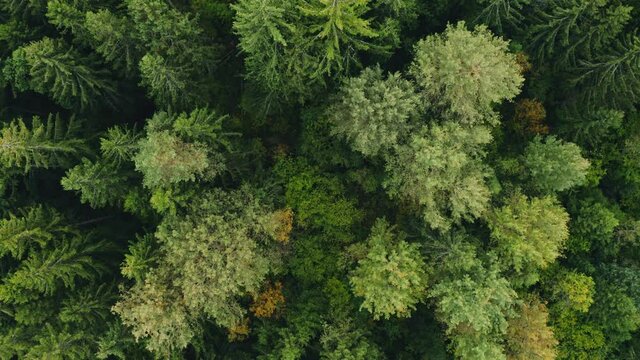 Top down view of autumn forest, fall woodland aerial shot. Drone fly over pine trees and yellow treetops. Zoom out and spin colorful texture in nature. Flight over woods, natural background in motion