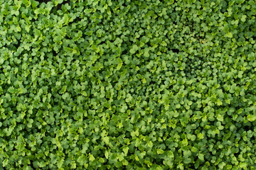 Background from small green leaves.