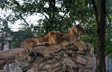 Naklejka na ściany i meble Photography of wild animal in zoo, lion