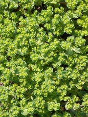 鮮やかな緑色のトウダイグサ