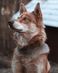 portrait of a dog