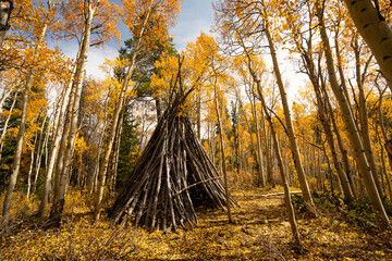 Teepee in Woods Hiking on Trail with Yellow Aspen Trees In Colorado During Fall Autumn Season on Bright Sunny Day with Beautiful Blue Sky