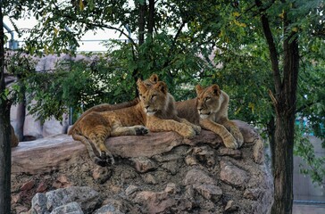 Photography of wild animal in zoo, lion