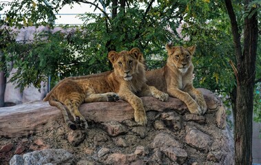 Photography of wild animal in zoo, lion