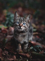 cat in the forest