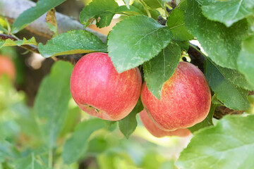 Original photograph of red gala apples growing on the branch of an apple tree 