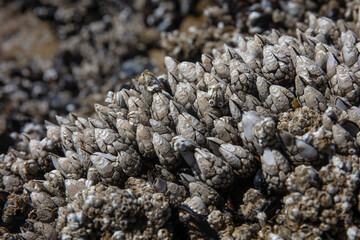 Barnacle in tide pool