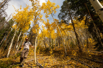 Active Happy Man Hiking on Trail Looking Up at Yellow Aspen Trees In Colorado During Fall Autumn Season on Bright Sunny Day with Beautiful Blue Sky