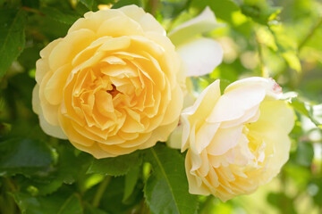 Original botanical photograph of yellow english roses hanging from a branch in the garden