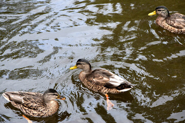 Magnifique canard du Québec au naturel