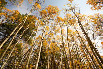 Looking Up at Yellow Aspen Trees In Colorado During Fall Autumn Season on Bright Sunny Day with Beautiful Blue Sky