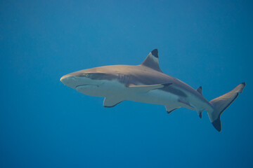 Blacktip Reef Shark in Moorea, French Polynesia