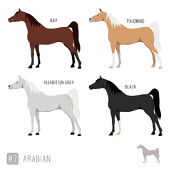 Horse Breeds: Set of Vector Arabian Horses