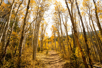 Beautiful Hiking Trail with Yellow Aspen Trees In Colorado During Fall Autumn Season on Bright Sunny Day with Beautiful Blue Sky