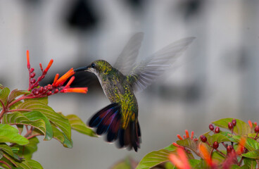 Colibrí en vuelo © LuisAlberto