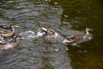 Magnifique canard du Québec au naturel