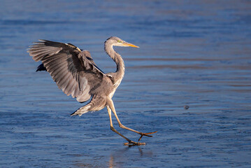 Grey Heron (Ardea cinerea) adult on frozen lake, Baden-Wuerttemberg, Germany