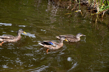 Magnifique canard du Québec au naturel