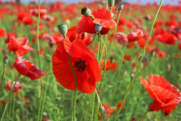 red poppy field