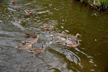 Magnifique canard du Québec au naturel