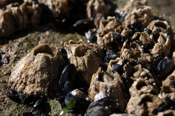 Barnacle in tide pool