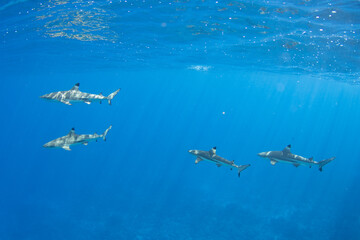 Blacktip Reef Sharks in Moorea, French Polynesia