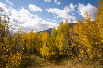 Yellow Aspen Trees In Colorado Forest During Fall Autumn Season on Bright Sunny Day with Beautiful Blue Sky and Mountains in Park 