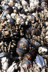 Barnacle in tide pool