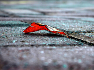 red leaf on a floor
