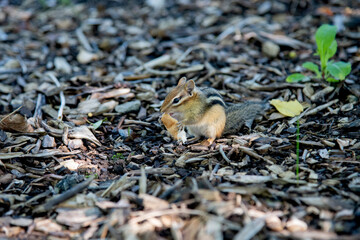 Suisse du Québec en liberté